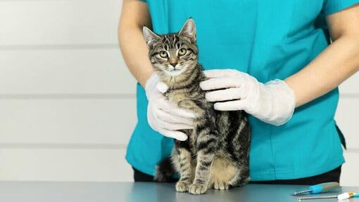 Kidney problems hotsell in cats treatment